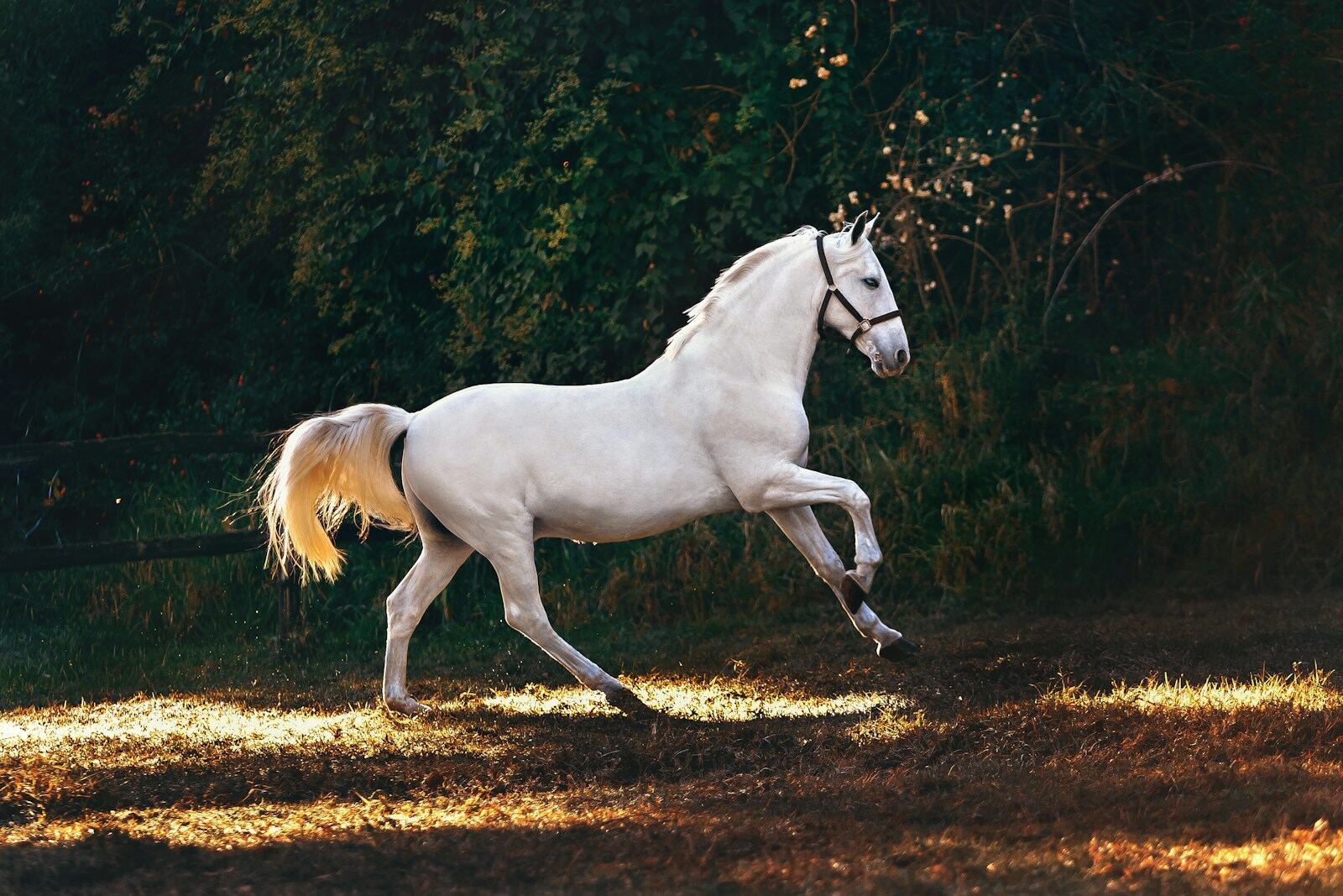Sport horse