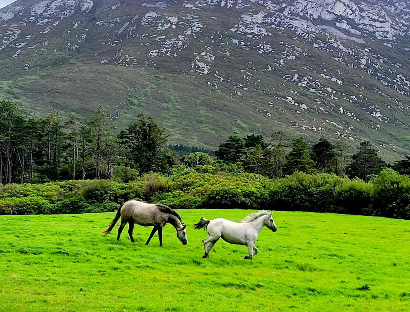 Pasture