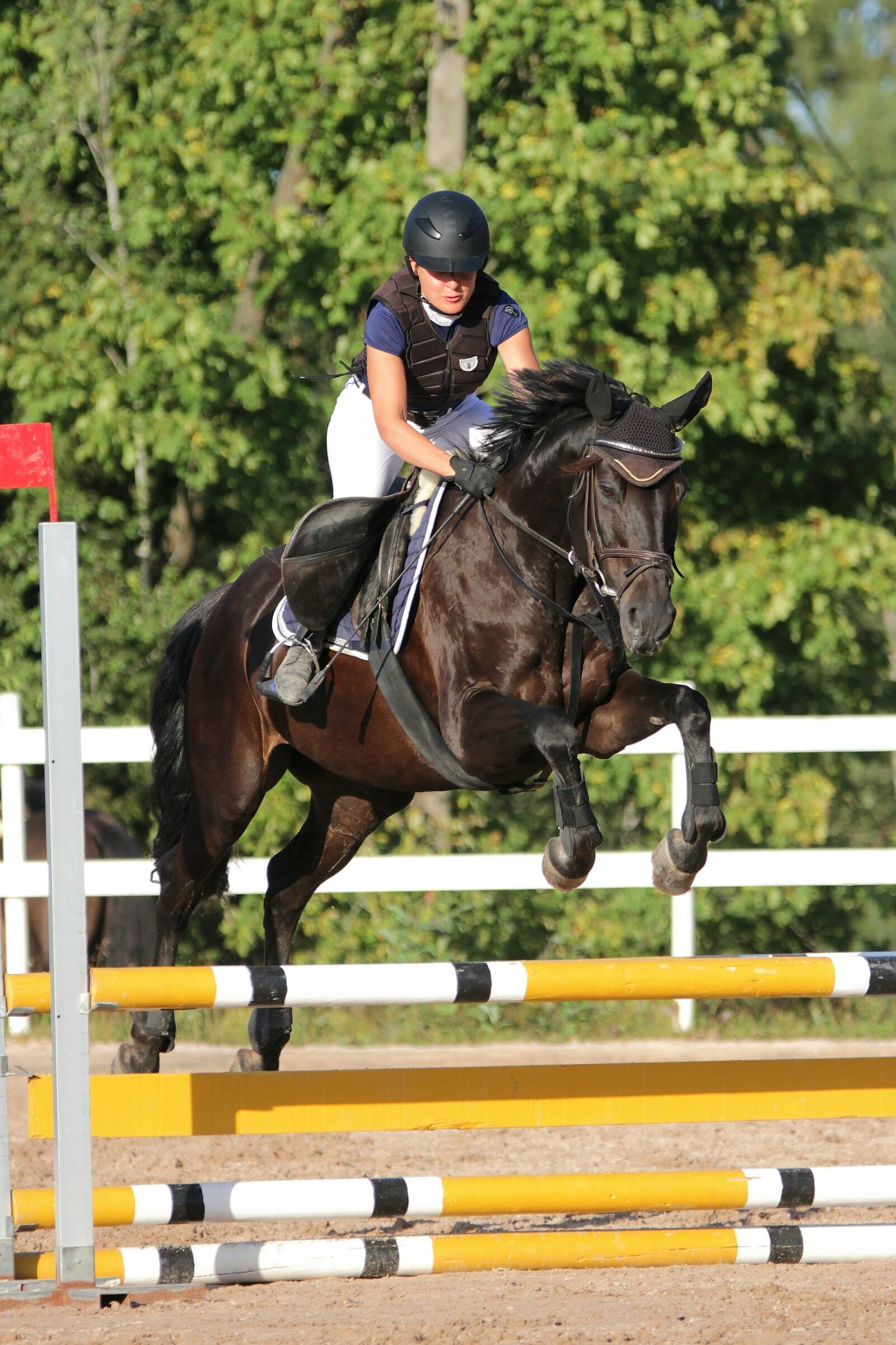 Showjumping