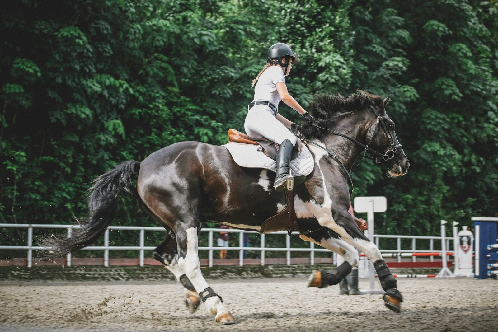 Showjumping