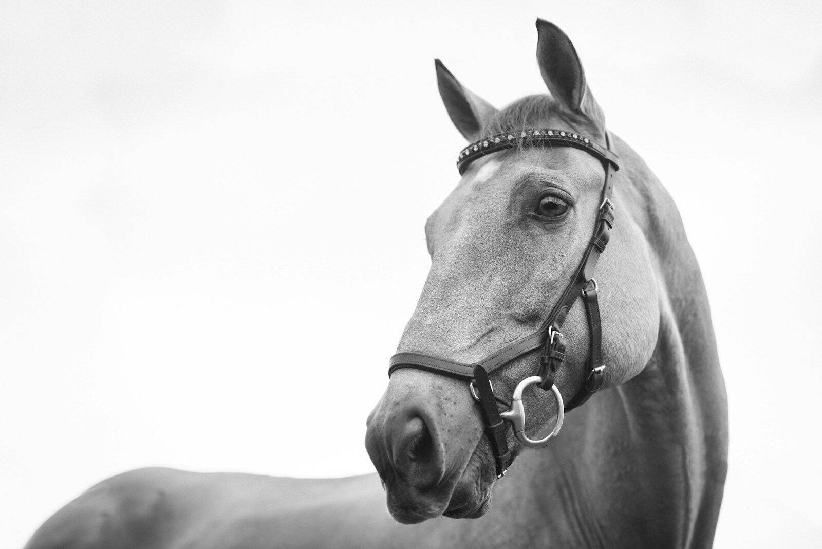 Horse portrait